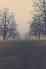 Fototapeta na wymiar Old asphalt road in autumn park with trees in the fog