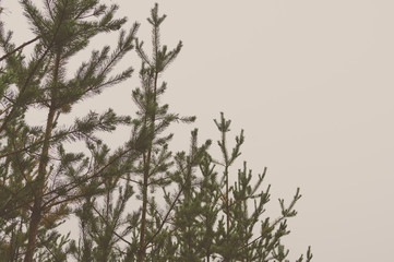 The tops of the trees in the pine forest.