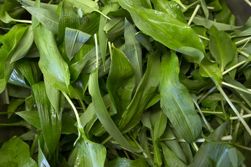 Fototapeta premium Wild garlic