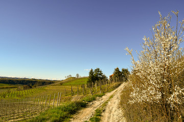 Scenic view of a country lane between vineyards in the Langhe hills with blooming plant in springtime, Priocca, Piedmont, Italy