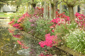 red tulips in the garden