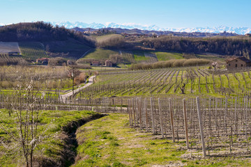 Fototapeta na wymiar Panoramic view of vineyard hills in springtime with snowcapped mountain range on the horizon, Langhe, Alps, Piedmont, Italy