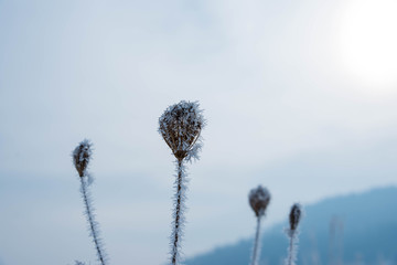 Frozen thistle on focus on a cold foggy winter day, visible sun in the clouds.