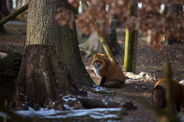 Orange fox