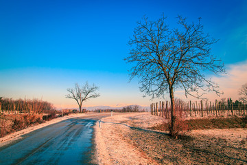 Fototapeta premium snowy morning in the vineyard