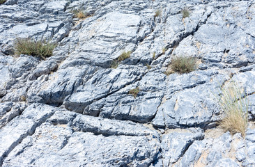 texture - natural stone wall overgrown with vegetation