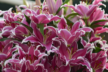 Fototapeta premium spring flowers in the garden
