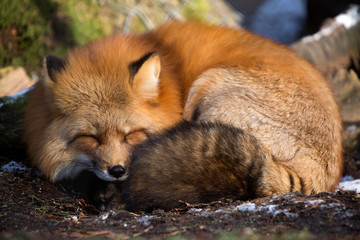 Sleeping fox