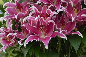 spring flowers in the garden