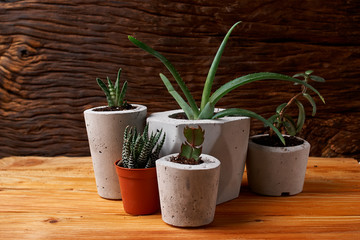 succulent plant in handmade concrete pot in room decoration for cactus lover