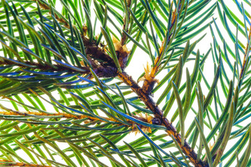 Obraz premium Fir branch on white background macro