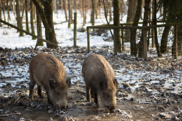 Wild boars outside in wintertime