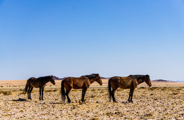 Wild Horses of the Namib near Aus, Namibia.