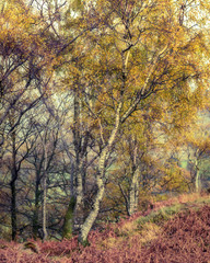 Birch Tree With Autumnal Leaves In Borrowdale, English Lake District.