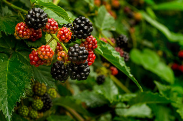 ripening blackberry berries close-up