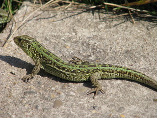 green lizard in the sun