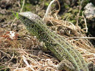 green lizard in the sun