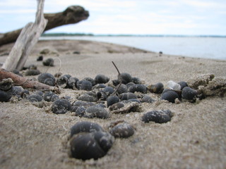 snails on the beach