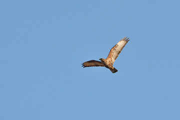 Eurasian Buzzard (Buteo buteo), Greece