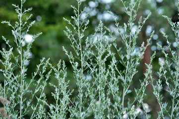 Stem and leaves of wormwood bitter