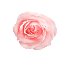 Top view colorful pink rose flowers blooming isolated on white background with clipping path , ,beautiful natural patterns