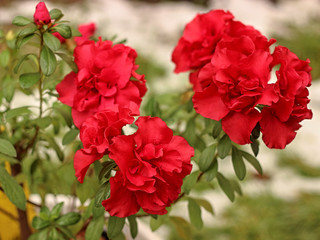 Fototapeta premium blooming red azalea in a pot