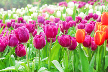 Colorful ornamental flowers field purple tulip with water drops group natural patterns blooming in garden for background