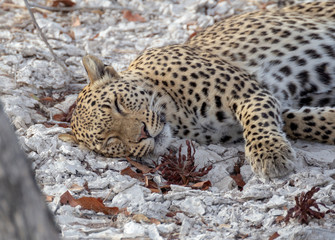 Leopard sleeping in clay