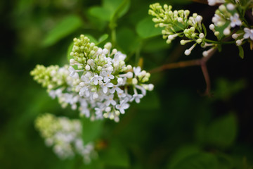 white flower in the garden