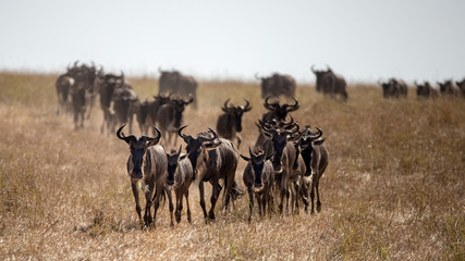 Naklejka na ściany i meble Widebeest running through the Masai Mara