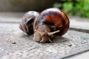snail, shell, animal, nature, slow, garden, slimy, brown, snails, macro, isolated, mollusk, white, fauna, slug, animals, pest, spiral, close-up, helix, green, mollusc, closeup, crawling, slime