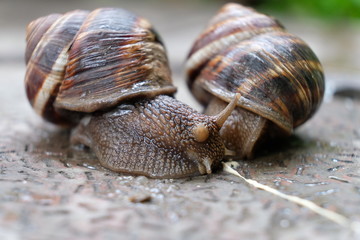 snail, shell, animal, nature, slow, garden, slimy, brown, snails, macro, isolated, mollusk, white, fauna, slug, animals, pest, spiral, close-up, helix, green, mollusc, closeup, crawling, slime