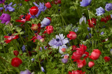 red tulips in the garden