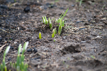 First snowdrops of the year