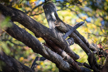 Natural hand made fence made of wooden tree brenches. Close up view of village fence with moss on wooden surface.