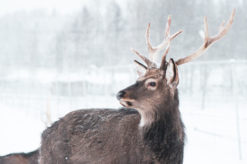 Sika  spotted deer  Macro portrait,   in the snow on a white background