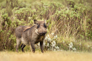 Close up of a common Warthog standing in the grass