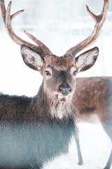 Sika  spotted deer  Macro portrait,   in the snow on a white background