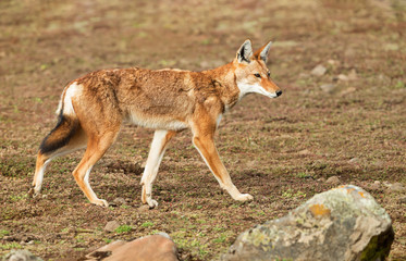 Close up of a rare and endangered Ethiopian wolf
