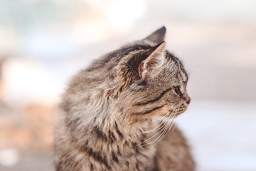 Cat Looking Around .Autumn time