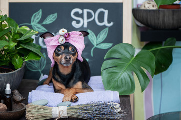 Massage and spa, a dog in a turban of a towel among the spa care items and plants. Funny concept...