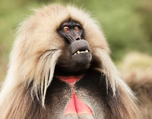 Close up of an adult Gelada monkey