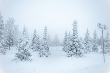 Obraz na płótnie Canvas Fabulous winter landscape, Christmas trees in the snow, cold, snowy winter