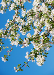 Spring Apple Blossom over blue sky.