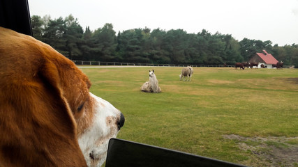 the dog wants to hunt © Denis