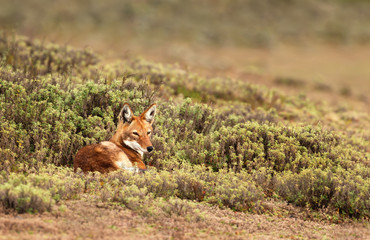 Close up of endangered Ethiopian wolf