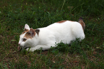 Naklejka na ściany i meble The cat caught the mouse in the green meadow.