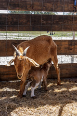 New baby goat begins to nurse