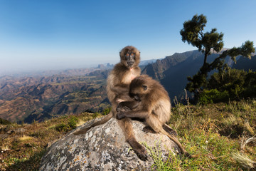 Naklejka premium Close up of Gelada monkeys grooming