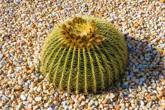 Green raund cactus